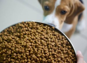 Beagle puppy is going to eat a full bowl of dog food, too big for him. Hungry dog, gluttony.