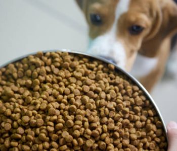 Beagle puppy is going to eat a full bowl of dog food, too big for him. Hungry dog, gluttony.